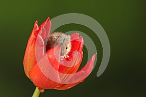 Harvest Mice in Red Tulip