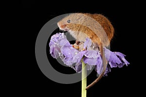 Harvest mice sat inside a violet flower