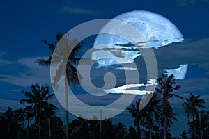 harvest moon on night sky back over silhouette coconut tree and cloud background