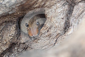 Harvest mouse