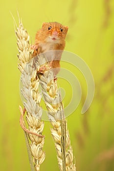 Harvest mouse