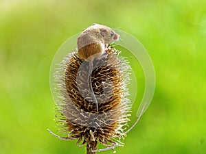 Harvest Mouse