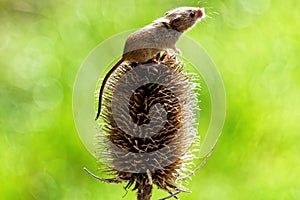 Harvest Mouse