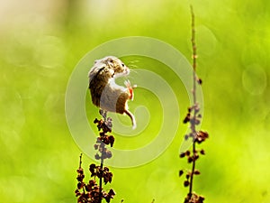 Harvest Mouse