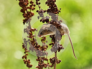 Harvest Mouse