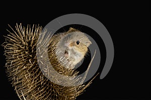 Harvest Mouse