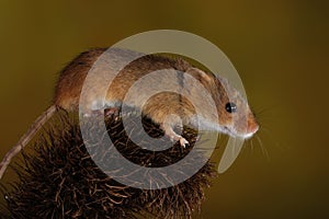 Harvest Mouse