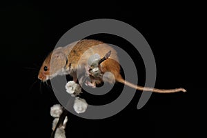 Harvest Mouse