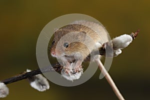 Harvest Mouse