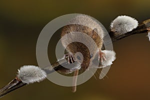 Harvest Mouse