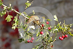 Harvest Mouse With Berries