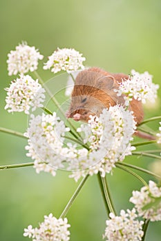 Harvest Mouse cleaning