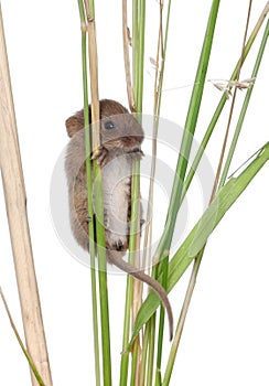 Harvest Mouse climbing on blade of grass