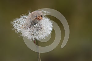 Harvest Mouse and dandelion clock photo