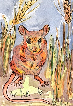 Harvest mouse in the field with spikelets, watercolor illustration