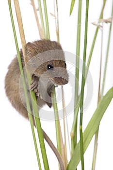 Harvest Mouse in front of a white background