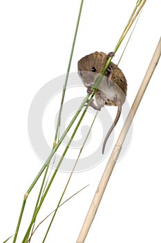 Harvest Mouse in front of a white background