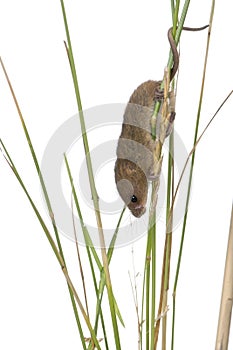 Harvest Mouse in front of a white background