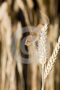 A Harvest Mouse in its Natural Habitat