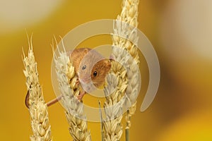 Harvest mouse photo