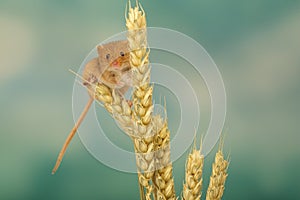 Harvest mouse photo