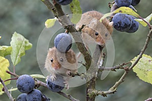 Harvest mouse, mice close up portrait sitting on thistle, corn, wheat, brambles, sloe, daisy, flowers photo