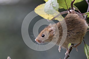 Harvest mouse, mice close up portrait sitting on thistle, corn, wheat, brambles, sloe, daisy, flowers