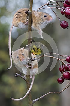 Harvest mouse, mice close up portrait sitting on thistle, corn, wheat, brambles, sloe, daisy, flowers