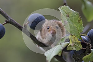 Harvest mouse, mice close up portrait sitting on thistle, corn, wheat, brambles, sloe, daisy, flowers