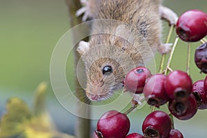 Harvest mouse, mice close up portrait sitting on thistle, corn, wheat, brambles, sloe, daisy, flowers