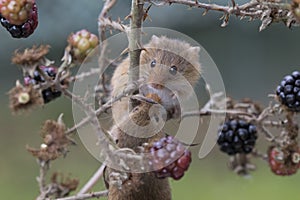 Harvest mouse, mice close up portrait sitting on thistle, corn, wheat, brambles, sloe, daisy, flowers