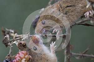 Harvest mouse, mice close up portrait sitting on thistle, corn, wheat, brambles, sloe, daisy, flowers