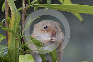 Harvest mouse, mice close up portrait sitting on thistle, corn, wheat, brambles, sloe, daisy, flowers