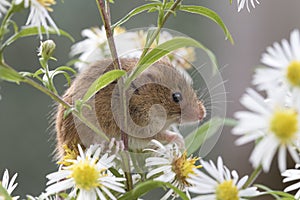 Harvest mouse, mice close up portrait sitting on thistle, corn, wheat, brambles, sloe, daisy, flowers