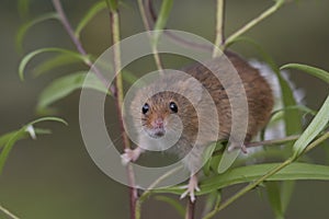 Harvest mouse, mice close up portrait sitting on thistle, corn, wheat, brambles, sloe, daisy, flowers