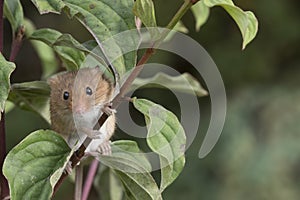 Harvest mouse, mice close up portrait sitting on thistle, corn, wheat, brambles, sloe, daisy, flowers