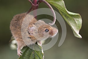 Harvest mouse, mice close up portrait sitting on thistle, corn, wheat, brambles, sloe, daisy, flowers