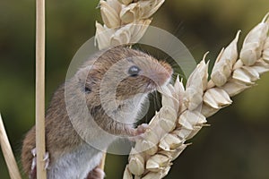 Harvest mouse, mice close up portrait sitting on thistle, corn, wheat, brambles, sloe, daisy, flowers