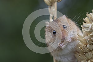 Harvest mouse, mice close up portrait sitting on thistle, corn, wheat, brambles, sloe, daisy, flowers