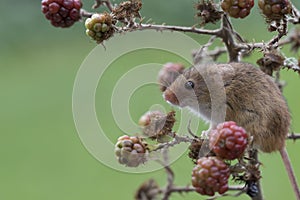 Harvest mouse, mice close up portrait sitting on thistle, corn, wheat, brambles, sloe, daisy, flowers photo