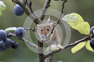 Harvest mouse, mice close up portrait sitting on thistle, corn, wheat, brambles, sloe, daisy, flowers