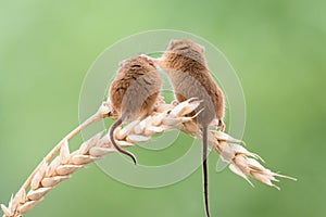 Harvest Mouse photo