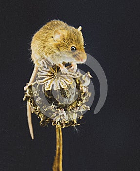 A Harvest Mouse Micro-Minutes on top of a Poppy Pod, Aberdeenshire, Scotland, UK