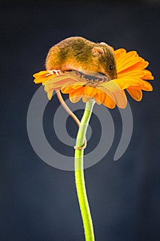 A Harvest Mouse Micro-Minutus on top of a Flower, Aberdeenshire,Scotland,UK