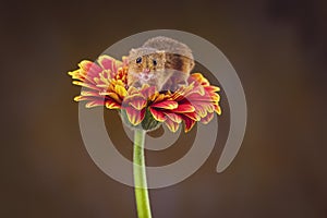 A Harvest Mouse Micro-Minutus on top of a Flower, Aberdeenshire,Scotland,UK