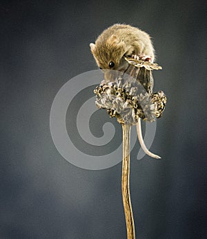 A Harvest Mouse Micro-Minutus on top of a Poppy Pod, Aberdeenshire,Scotland,UK