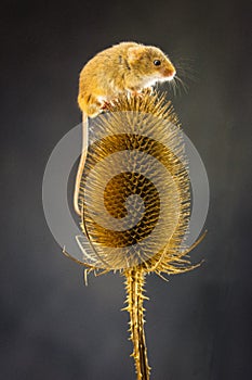 A Harvest Mouse Micro-Minutus on top of a Teasel, Aberdeenshire,Scotland,UK