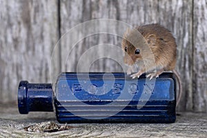 Harvest Mouse, Micromys minitus