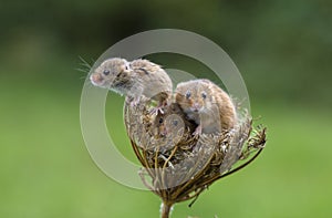 Harvest Mouse - Micromys minutes