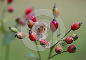 Harvest Mouse - Micromys minutes